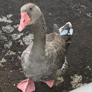 Meet your Posher, Anna